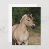 Bob Langrish | Fjord Horse Standing Headshot Briefkaart (Voorkant / Achterkant)