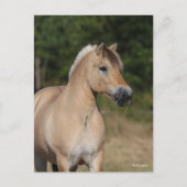 Bob Langrish | Fjord Horse Standing Headshot Briefkaart (Voorkant)