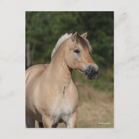 Bob Langrish | Fjord Horse Standing Headshot Briefkaart (Voorkant)
