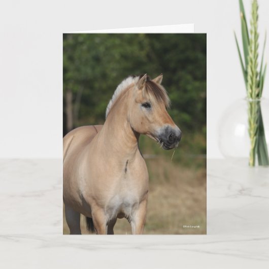 Bob Langrish | Fjord Horse Standing Headshot Kaart (Voorkant)