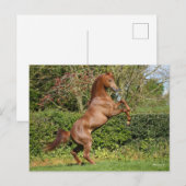 Bob Langrish | Fokken van de Arabische kastanjeboo Briefkaart (Voorkant / Achterkant)