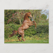 Bob Langrish | Fokken van de Arabische kastanjeboo Briefkaart (Voorkant)