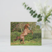 Bob Langrish | Fokken van de Arabische kastanjeboo Briefkaart (Staand voorkant)