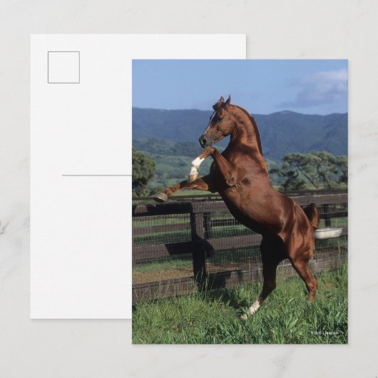 Bob Langrish | Fokken van de Arabische kastanjeboo Briefkaart (Voorkant / Achterkant)