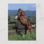 Bob Langrish | Fokken van de Arabische kastanjeboo Briefkaart (Voorkant)