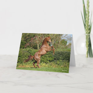 Bob Langrish Fokken van de Arabische kastanjeboo Kaart