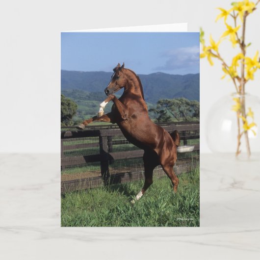 Bob Langrish | Fokken van de Arabische kastanjeboo Kaart (Gele Bloem)