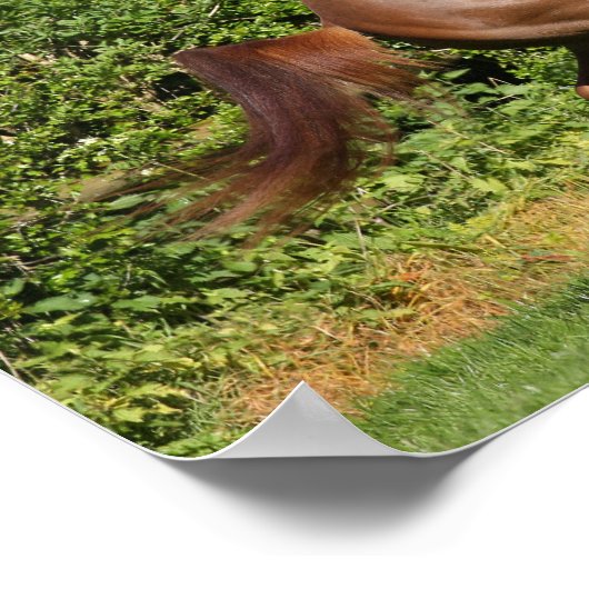 Bob Langrish | Fokken van de Arabische kastanjeboo Poster (Hoek)