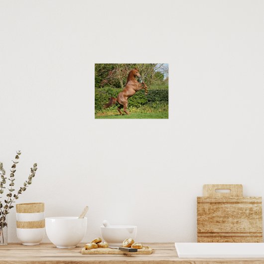 Bob Langrish | Fokken van de Arabische kastanjeboo Poster (Keuken)