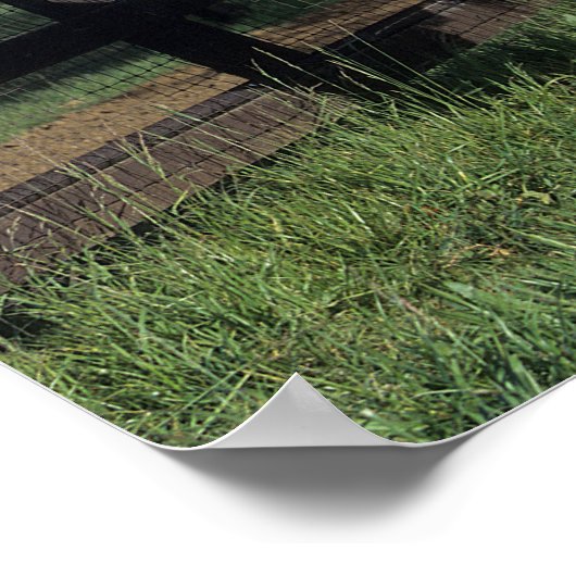 Bob Langrish | Fokken van de Arabische kastanjeboo Poster (Hoek)