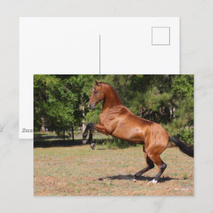 Bob Langrish   Fokkerij in Akhal Teke Stallion Briefkaart