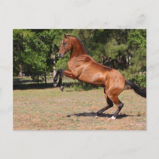 Bob Langrish | Fokkerij in Akhal Teke Stallion Briefkaart (Voorkant)