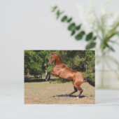 Bob Langrish | Fokkerij in Akhal Teke Stallion Briefkaart (Staand voorkant)