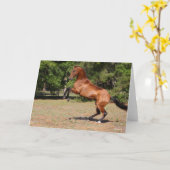 Bob Langrish | Fokkerij in Akhal Teke Stallion Kaart (Gele Bloem)