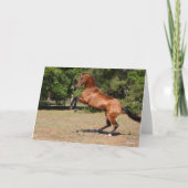 Bob Langrish | Fokkerij in Akhal Teke Stallion Kaart (Voorkant)