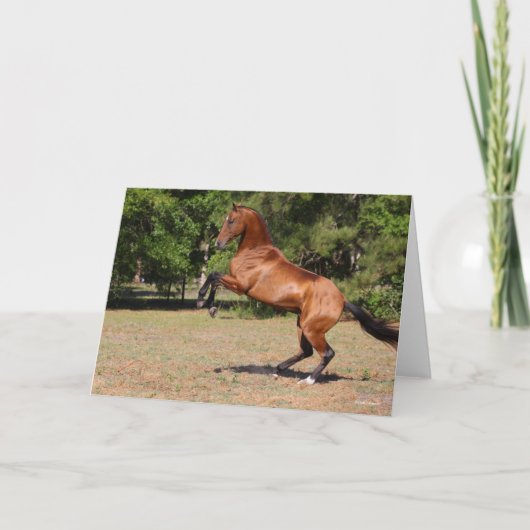 Bob Langrish | Fokkerij in Akhal Teke Stallion Kaart (Voorkant)