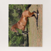 Bob Langrish | Fokkerij in Akhal Teke Stallion Legpuzzel (Verticaal)