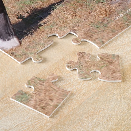 Bob Langrish | Fokkerij in Akhal Teke Stallion Legpuzzel (Zijkant)