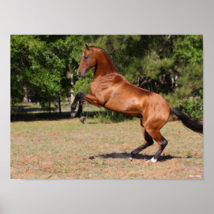 Bob Langrish   Fokkerij in Akhal Teke Stallion Poster