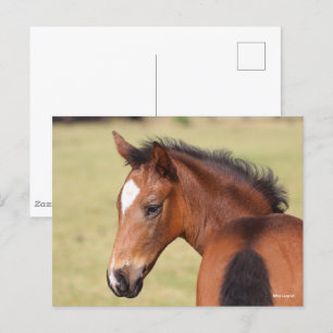 Bob Langrish Foto van Bay Warmblood Briefkaart