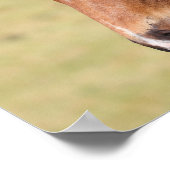 Bob Langrish | Foto van Bay Warmblood Poster (Hoek)