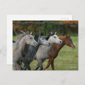 Bob Langrish | Four Arab Horses Racing Headshot Briefkaart (Voorkant / Achterkant)