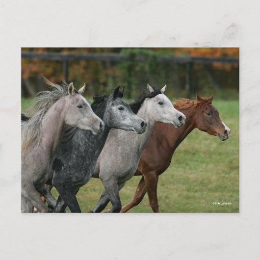 Bob Langrish | Four Arab Horses Racing Headshot Briefkaart (Voorkant)
