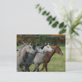 Bob Langrish | Four Arab Horses Racing Headshot Briefkaart (Staand voorkant)