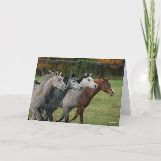 Bob Langrish | Four Arab Horses Racing Headshot Kaart (Voorkant)