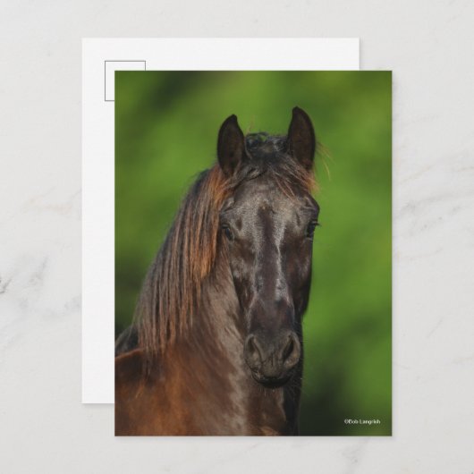Bob Langrish | Friesian Horse Headshot Briefkaart (Voorkant / Achterkant)