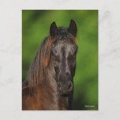 Bob Langrish | Friesian Horse Headshot Briefkaart (Voorkant)