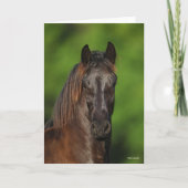 Bob Langrish | Friesian Horse Headshot Kaart (Voorkant)