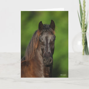 Bob Langrish Friesian Horse Headshot Kaart