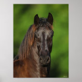 Bob Langrish | Friesian Horse Headshot Poster (Voorkant)
