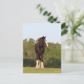 Bob Langrish | Garnaal dat zich in het veld bevind Briefkaart (Staand voorkant)