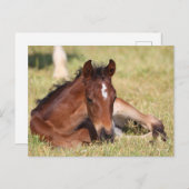 Bob Langrish | Gewapend raaigras Briefkaart (Voorkant / Achterkant)