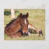 Bob Langrish | Gewapend raaigras Briefkaart (Voorkant)
