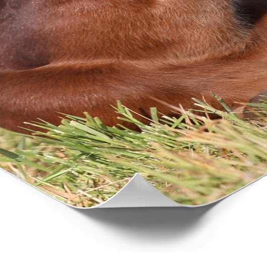 Bob Langrish | Gewapend raaigras Poster (Hoek)