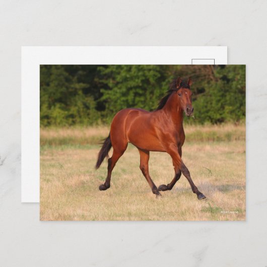 Bob Langrish | Golf van Andalucian Colt in Field Briefkaart (Voorkant / Achterkant)