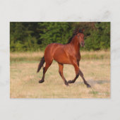 Bob Langrish | Golf van Andalucian Colt in Field Briefkaart (Voorkant)