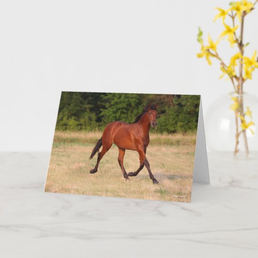 Bob Langrish | Golf van Andalucian Colt in Field Kaart (Gele Bloem)