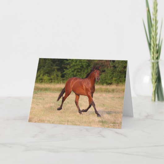 Bob Langrish | Golf van Andalucian Colt in Field Kaart (Voorkant)