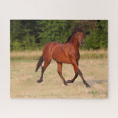 Bob Langrish | Golf van Andalucian Colt in Field Legpuzzel (Horizontaal)