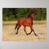 Bob Langrish | Golf van Andalucian Colt in Field Poster (Voorkant)
