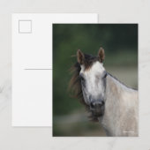 Bob Langrish | Grauwe kwartpaarden — kop Briefkaart (Voorkant / Achterkant)