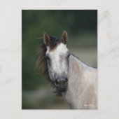 Bob Langrish | Grauwe kwartpaarden — kop Briefkaart (Voorkant)