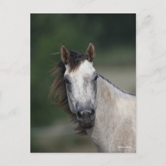 Bob Langrish | Grauwe kwartpaarden — kop Briefkaart (Voorkant)