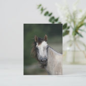 Bob Langrish | Grauwe kwartpaarden — kop Briefkaart (Staand voorkant)