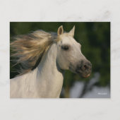 Bob Langrish Gray Andalucian Headshot Mane Fstrome Briefkaart (Voorkant)