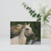 Bob Langrish Gray Andalucian Headshot Mane Fstrome Briefkaart (Staand voorkant)